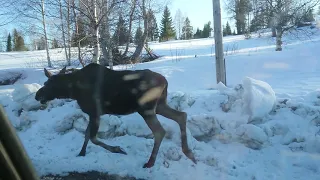 Moose! Bear! Two Beasts Pass Swedish Couple Within Moments of Each Other