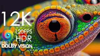 12K HDR 120fps Dolby Vision with Calming Music (Beautiful Animal)