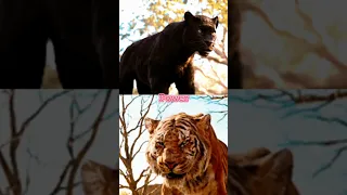 Bagheera Vs Shere Khan [2016] Edit