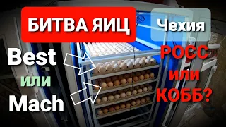 🔴Какое инкубационное яйцо бройлера купить? / РОСС или КОББ? / BEST или MACH?