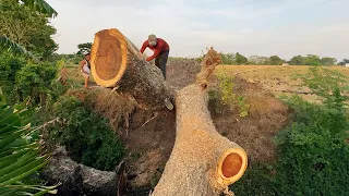 Strongest chainsaw‼️ Cutting an upright tree & one falling tree, Stihl ms881.