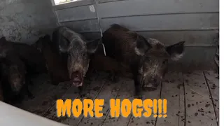 85 wild hogs caught off the plum patch. Trapping wild hogs with Muddyfeet