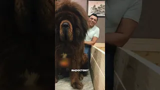🐕 Самая Большая Собака в Мире