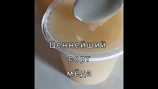 🟢 🔴  НАТУРАЛЬНЫЙ БЕЛЫЙ ДОННИКОВЫЙ МЕД 🍯 🍯 🍯 С НАШЕЙ ПАСЕКИ.  БЕЛЫЙ МЕД