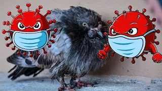 Почему Голуби болеют? ОН ОБЪЯСНИТ!!! СМОТРИТЕ ДО КОНЦА. Why Pigeons are sick. WATCH UNTIL THE END.