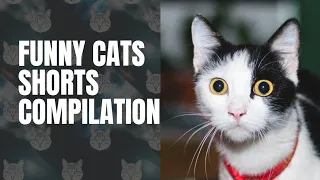 Cat Shorts Compilation 9 #catshorts #compilation #catshorts