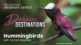 Webinar: Hummingbirds with Forrest Rowland