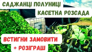 Саджанці  полуниці / Касетна розсада / Встигни замовити