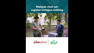 Malayan civet cat, sugatan matapos mabitag | Born to Be Wild