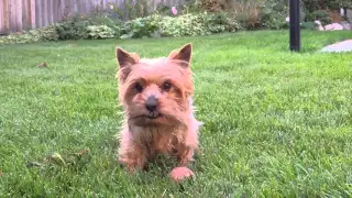 Smoky: Yorkie Doodle Dandy