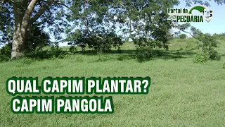 Qual capim plantar?  Capim Pangola.
