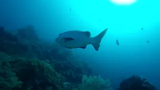 Tubbataha Liveaboard diving May 4-10, 2023. #tubbatahareefs #tubbataha #unescoheritagesite