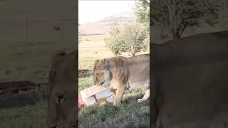 #MustWatch: Lioness Andi's B.day! 🎂🦁