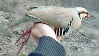 Шикори Кабк Keklik avi tuzakla Охота на куропатка Partridge hunting Kabk shikar شکار کبک Chukar avi