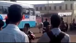 Heartbreaking, Cow Crying for its dead calf and the killer bus!