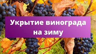 🍇 После этого УКРЫТИЯ ВИНОГРАД НЕ ЗАМЕРЗНЕТ | Чем и как укрыть виноград на зиму?