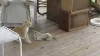 Big cat killing and eating little kitten