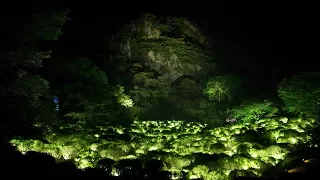 teamLab illuminates Japanese forest with digital projections