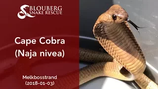 Subadult Cape Cobra near Melkbosstrand, Cape Town, South Africa (20180103)