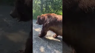 Giant Bear Casually Walks Past Tourists in Alaska's Katmai National Park