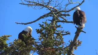 Bald eagle pair, Ricky & Lucy_Marine Drive