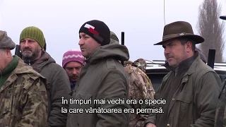Hunting in Romania / Vanatoare in Romania - Regatul Sălbatic - Vanatoarea - pasiune și tradiție