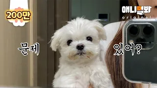 This Cute Dog Can Talk With Humans