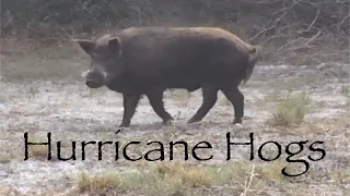 Hurricane Hog Hunt Traditional Bowhunting