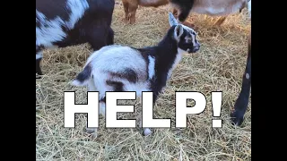 KID IN DISTRESS | Myrtle In Trouble | Nigerian Dwarf Goat Hay Feeder | Plum Bush Farm