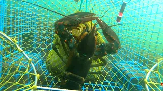 I Put a GoPro in a Lobster Trap Again! 😁 | A Live Look at Lobsters in a New England Lobster Trap |