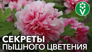 Сделайте так ПЕРЕД ЦВЕТЕНИЕМ ПИОНОВ для невероятно крупных цветов!