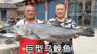 花2200買條33斤超巨型鮸魚，做魚頭煲20多人吃爽了
