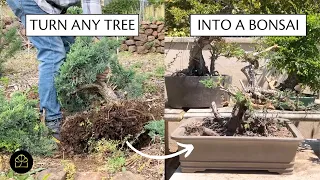 How to Make a Bonsai from a Regular Tree + Garden Tour! | Bonsai Heirloom