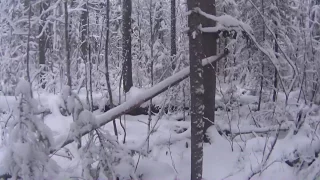 Проверка капканов на куницу,(следы волка на путике)