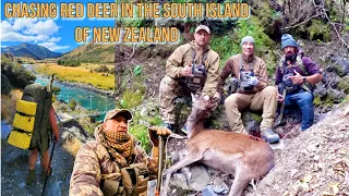 Chasing Red Deer in the South Island Hunt Feb 2024