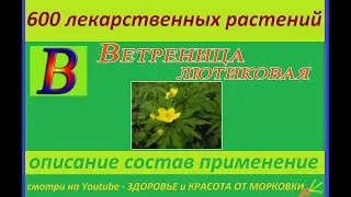 ветреница лютиковая 600 лекарственных растений