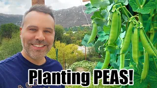 How to Grow Peas