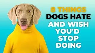 8 Things Dogs Hate and Wish You'd Stop Doing.