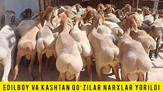 EDILBOY VA KASHTAN ARASHANLARIDAN