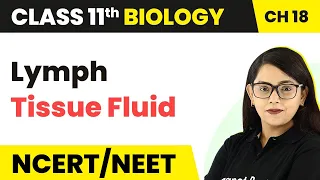Lymph (Tissue Fluid) - Body Fluids And Circulation | Class 11 Biology/NEET-AIIMS