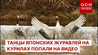 Танцы японских журавлей на Курилах попали на видео