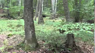 Bear driven hunt,Chasse a l'ours en battue , Braunbär Druckjagd