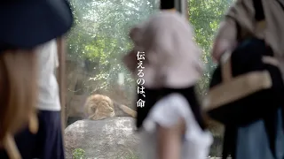 [4K]「伝えるのは、命」- 旭川市旭山動物園公式プロモーションビデオ /Asahiyama Zoo Promotional Video