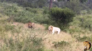 Watch CASPER The White Lion And Brothers Scared Of Wildebeest Herd