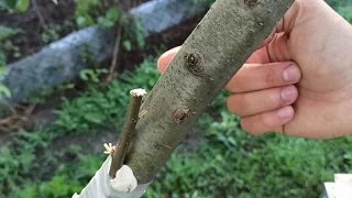 graft on naked branch / grafting on a bare branch