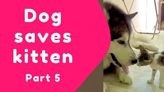 Dog saves abandoned kitten- part 5