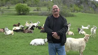 Amir Sarić iz Gacka ima najbolje jarčeve u Hercegovini