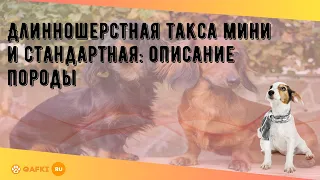 Длинношерстная такса мини и стандартная: описание породы