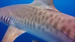 TIGER SHARK FLORIDA