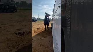 I think my horse has separation anxiety, i swear I’ve looked over and seen her head above my trailer